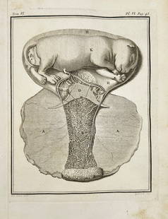 Georges Louis Leclerc, Comte de Buffon – Anatomical Study of a Fetus in Uterus – Engraving: This detailed anatomical engraving depicts a fetus inside the uterus, showcasing the early scientific exploration of human development. Created by De Seve and engraved by Gaillard, this plate is from