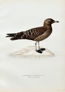 Magnus Ferdinand and Wilhelm von Wright – Stercorarius parasiticus – Hand-Colored Engraving: This finely detailed hand-colored engraving by Magnus Ferdinand and Wilhelm von Wright depicts Stercorarius parasiticus, also known as the Arctic skua or parasitic jaeger. The bird is shown standing o
