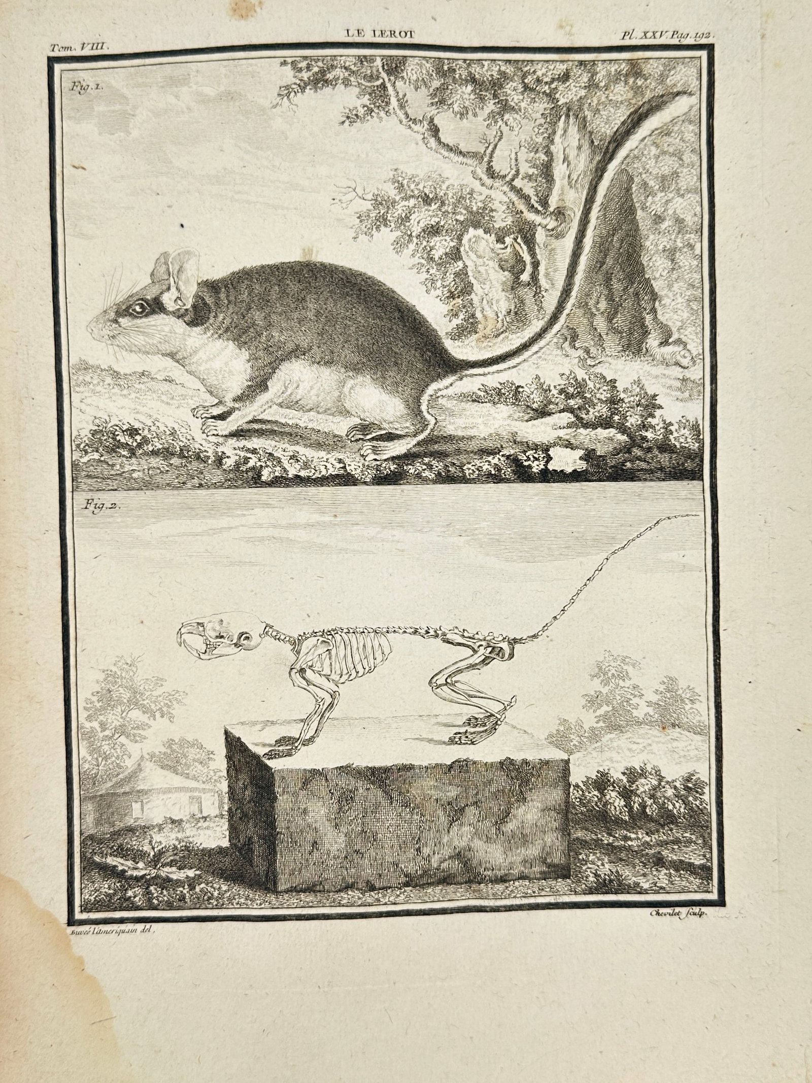 Georges Louis Leclerc, Comte de Buffon (1707–1788) – Le Lerot (The Edible Dormouse): This 18th-century engraving features an edible dormouse in its natural environment along with a detailed skeleton illustration placed on a pedestal. The plate is from the scientific natural history wo