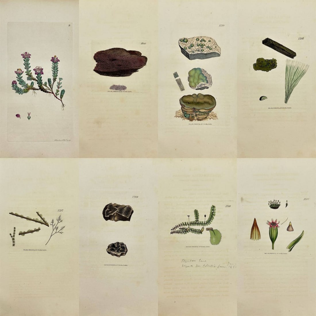 James Sowerby – Set of 8 Prints – Saxifraga Oppositifolia (Purple Saxifrage), Tremella Cruenta: These original hand-coloured engravings are from James Sowerby's ”English Botany or, Coloured Figures of British Plants, with their Essential Characters, Synonyms and Places of Growth,” pu