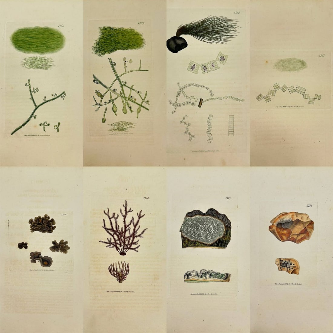 James Sowerby – Set of 8 Prints – Vaucheria Geminata (Twin Vaucheria), Vaucheria Sessilis (1 of 9)