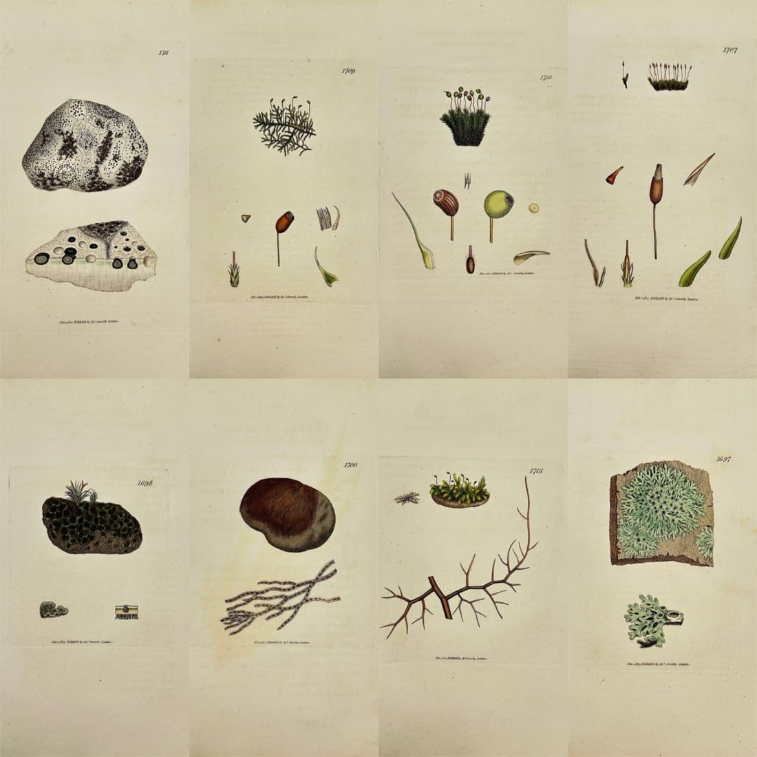 James Sowerby – Set of 8 Prints – Lichen Schraderi (Schraderian Lichen), Bartramia Ithyphylla: These original hand-coloured engravings are from James Sowerby's ”English Botany or, Coloured Figures of British Plants, with their Essential Characters, Synonyms and Places of Growth,” pu