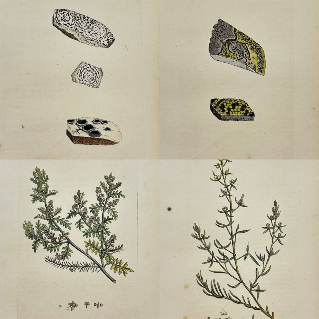 James Sowerby – Set of 4 Prints – Lepidium Didymum (Lesser Swinecress), Thesium Linophyllum: These original hand-coloured engravings are from James Sowerby's ”English Botany or, Coloured Figures of British Plants, with their Essential Characters, Synonyms and Places of Growth,” pu