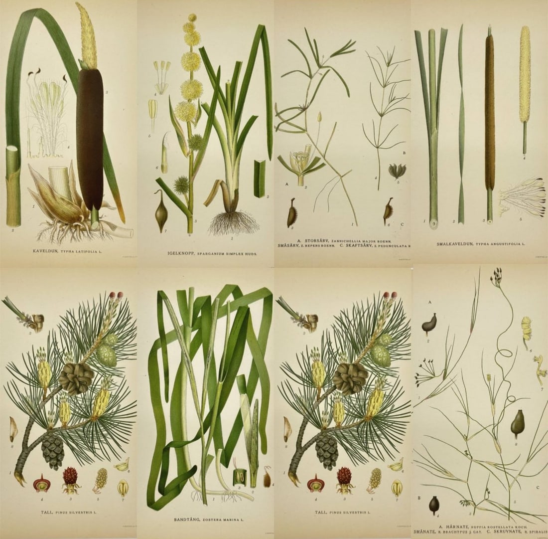 Carl Lindman – Set of 8 Prints – Pinus sylvestris (Scots pine), Typha angustifolia (Narrowleaf: This set of original flora prints is from Carl Lindman’s ”Bilder ur Nordens Flora,” published in Stockholm by Wahlström & Widstrand in 1905. Carl Lindman was a distinguished Swedish bot