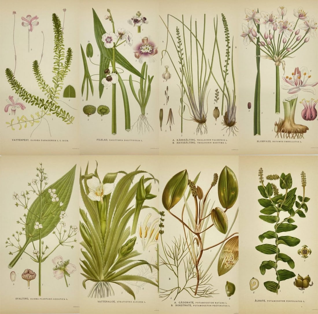 Carl Lindman – Set of 8 Prints – Floating pondweed (Potamogeton natans), Perfoliate pondweed (1 of 9)