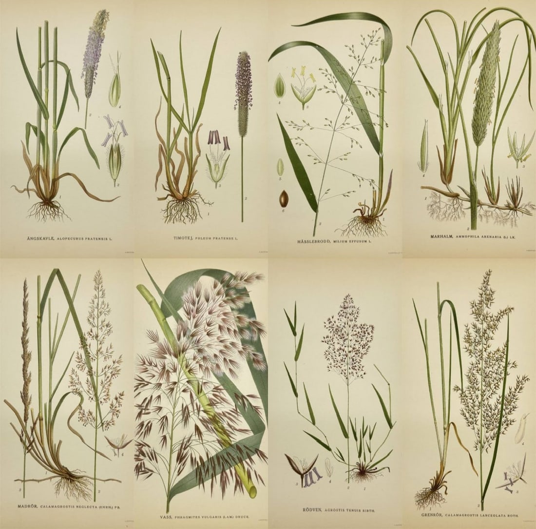 Carl Lindman – Set of 8 Prints – Alopecurus pratensis (Meadow foxtail), Phleum pratense: This set of antique flora prints is from Carl Lindman’s ”Bilder ur Nordens Flora,” published in Stockholm by Wahlström & Widstrand in 1905. Carl Lindman was a distinguished Swedish bota