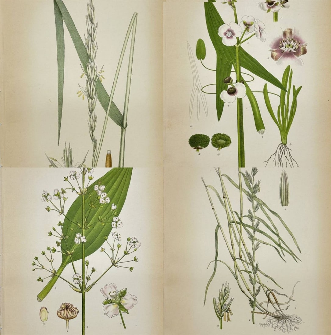 Carl Lindman – Set of 4 Lithographs – Sagittaria sagittifolia (Arrowhead) (1 of 5)