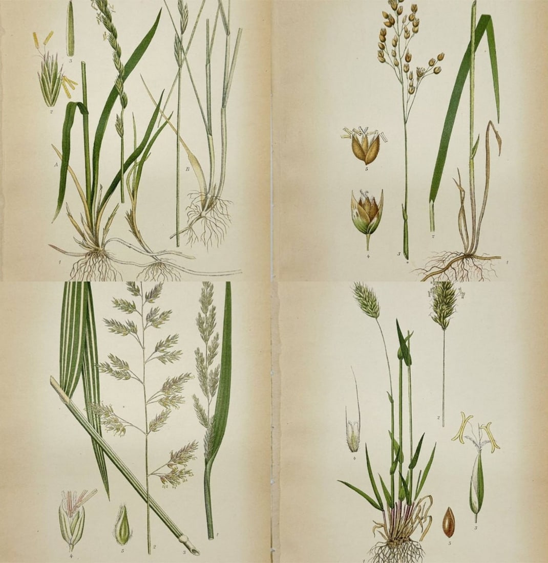 Carl Lindman – Set of 4 Classic Botanical Lithographs – Triticum repens L. (1 of 5)