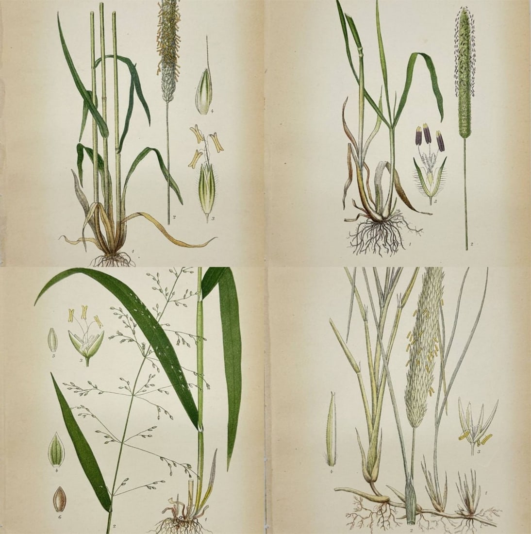 Carl Lindman – Set of 4  Lithographs – Alopecurus pratensis (Meadow Fox), Phleum pratense L. (1 of 5)