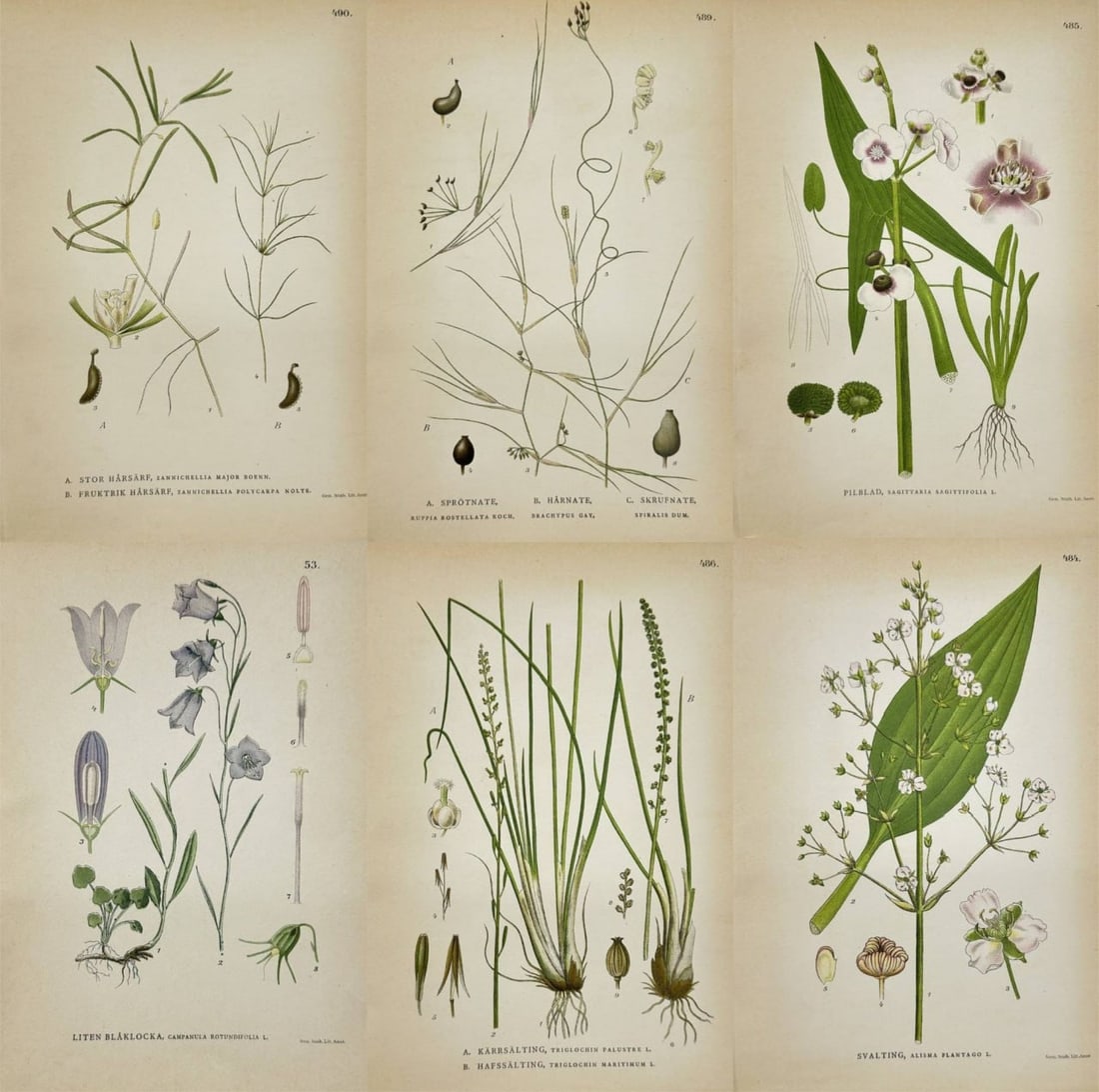 Carl Lindman – Set of 6 Lithographs – Campanula rotundifolia (Harebell), Zannichellia major (1 of 7)