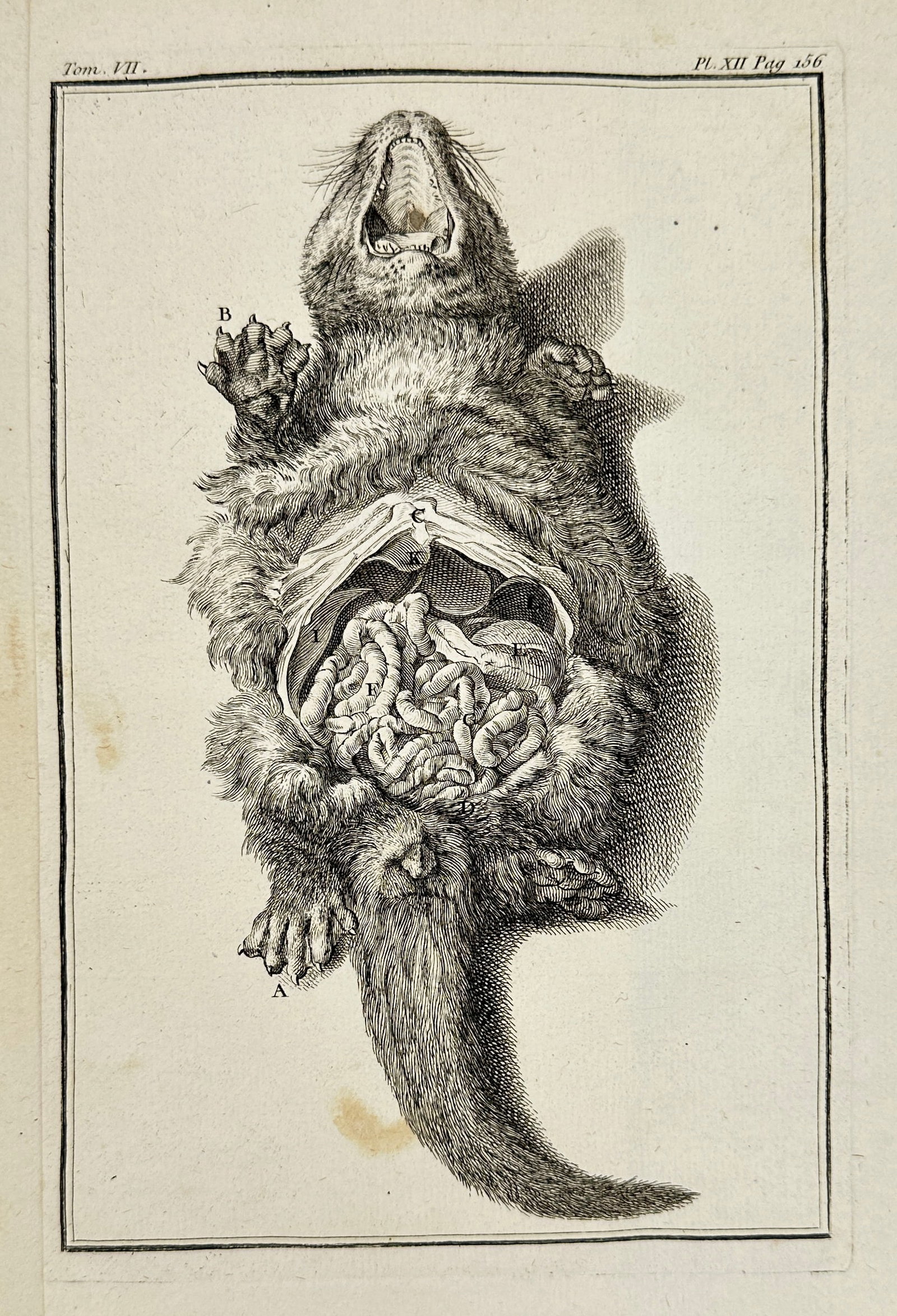 Jean Charles Baquoy (1721–1777) – Anatomy of a Rodent – Etching (1771) (1 of 3)