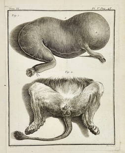 Jean Charles Baquoy (1721–1777) – Anatomical Study of a Primate – Etching (1771): This detailed anatomical etching by Jean Charles Baquoy presents two views of a dissected primate specimen, likely a baboon or macaque, as part of an Enlightenment-era zoological or medical treatise.