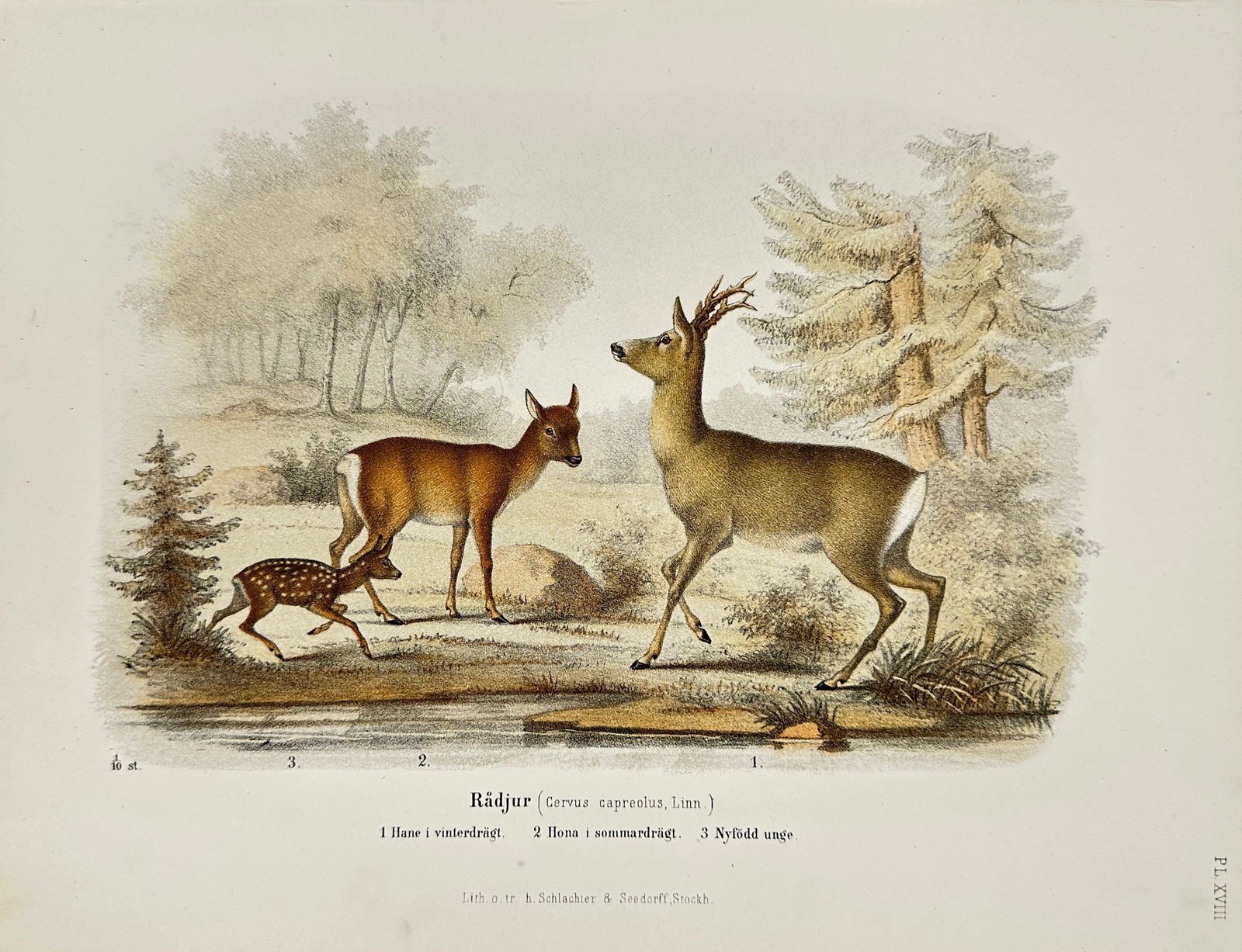 W. Meves – Radjur (Cervus capreolus Linn.) – Hand-Colored Lithograph (1873) (1 of 3)
