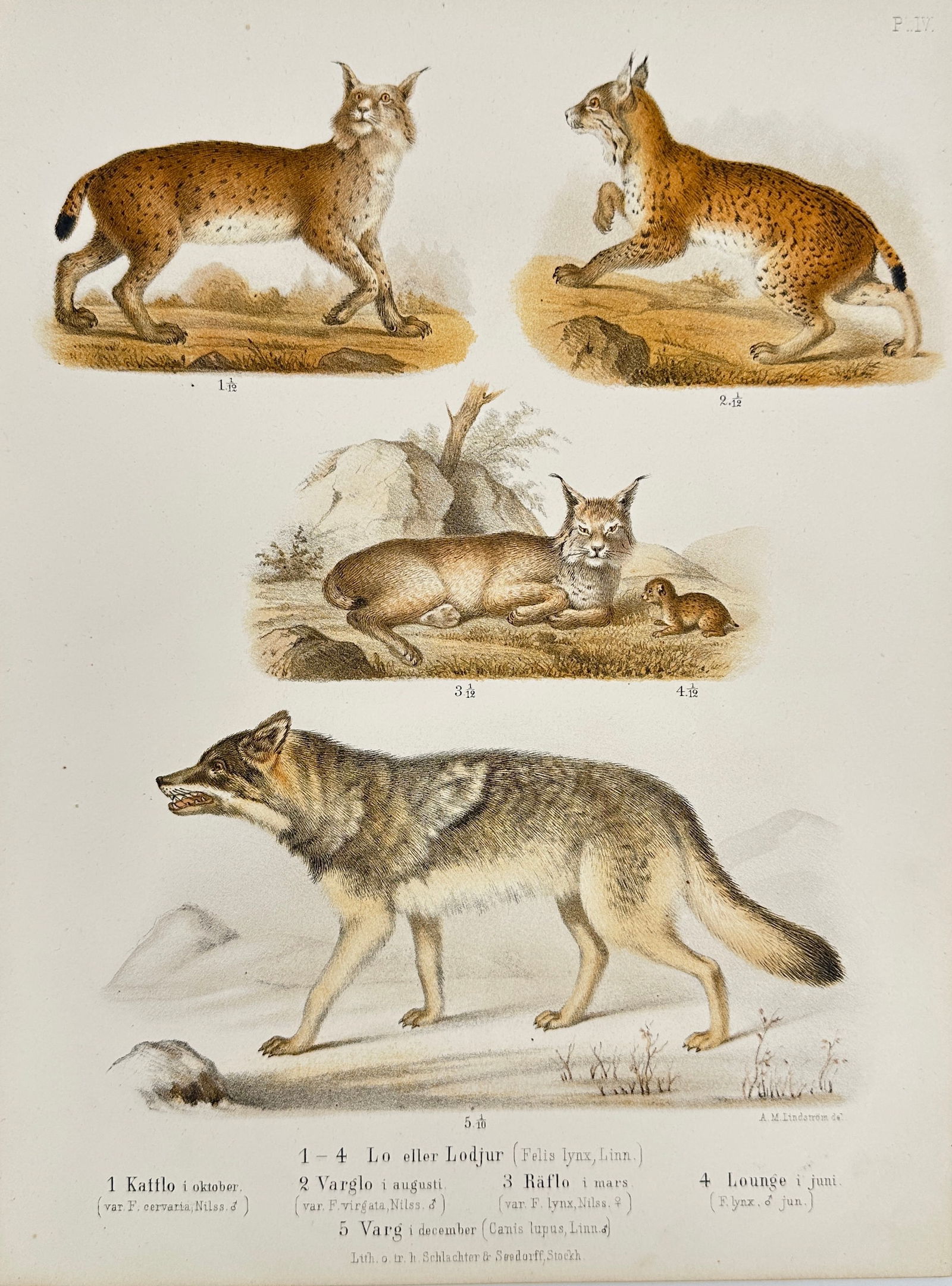W. Meves – Scandinavian Carnivores: Lodjur, Varg, Räf – Hand-Colored Lithograph (1873) (1 of 3)