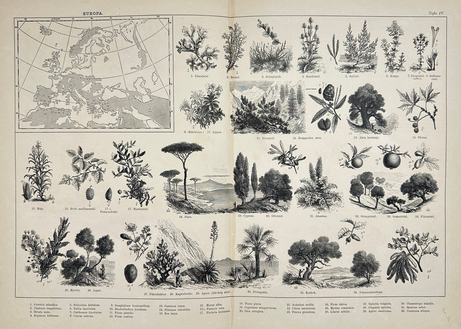Oszkár Schneider – Illustrated Atlas, Plate III – Chromolithograph by Seidel K. F. (Late 19th: Framed chromolithographic illustration from Schneider képes átlásza, specifically Plate III, drawn and lithographed by Seidel K. F. The print is mounted behind glass and presented in a decorative f