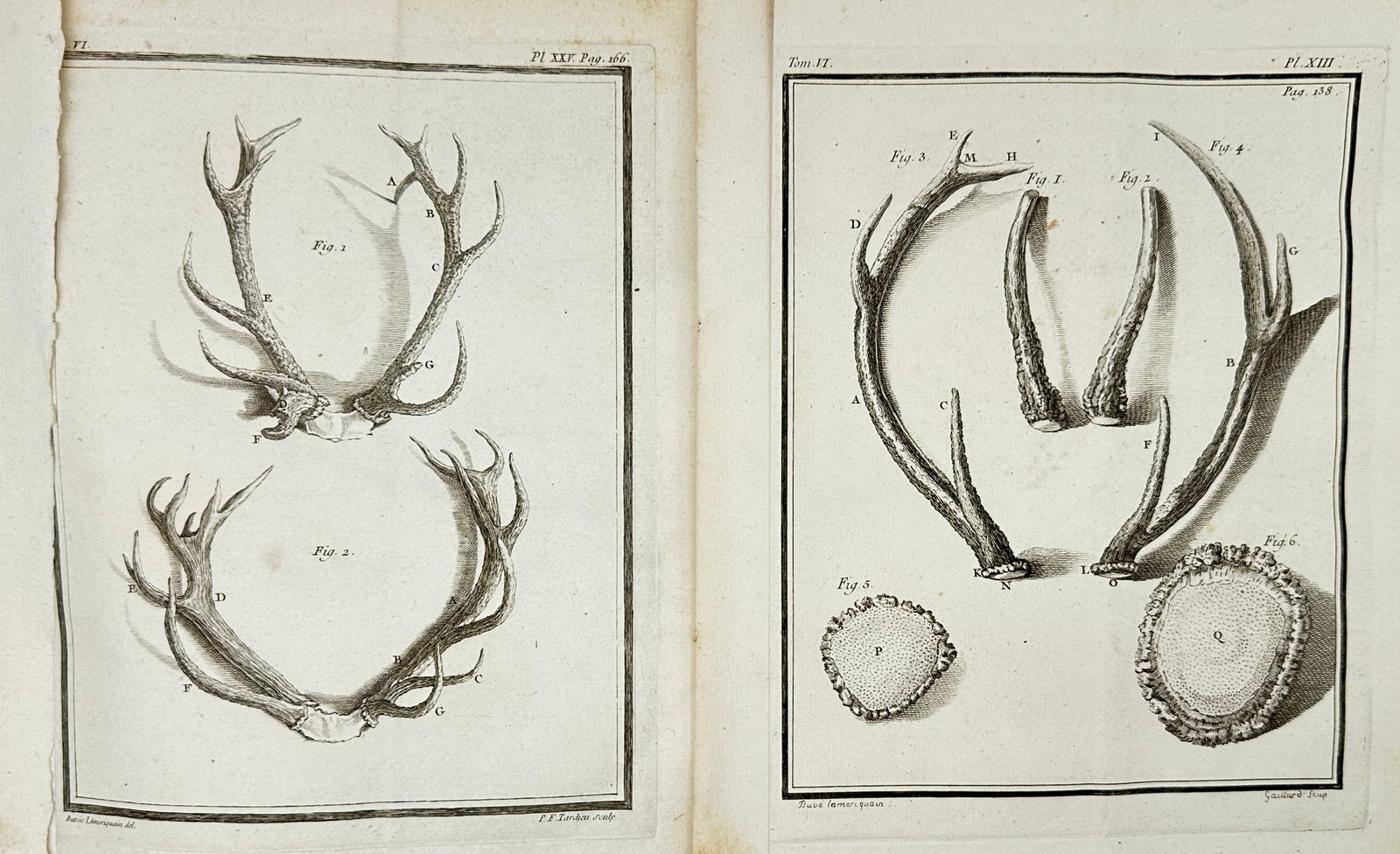 Jacques de Sève – Set of 2 Anatomical Plates: Antler Studies – Copperplate Engravings (1 of 3)