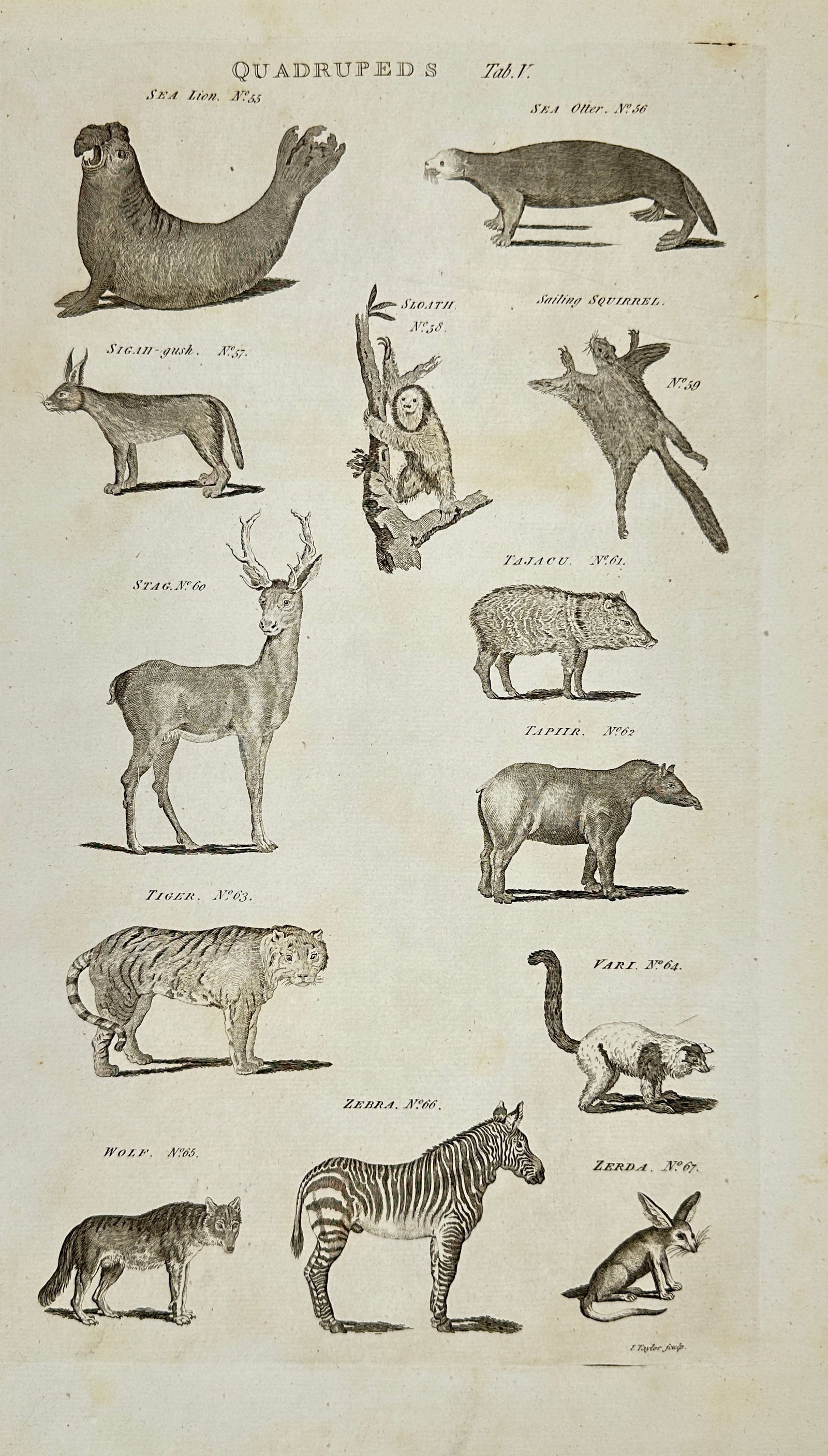 Isaac Taylor – Quadrupeds Plate I – Engraving – Late 18th Century: This late 18th-century engraving by Isaac Taylor, titled Quadrupeds Plate I, depicts a collection of mammals including sea lion, sea otter, stag, tiger, zebra, and others, carefully rendered to showca