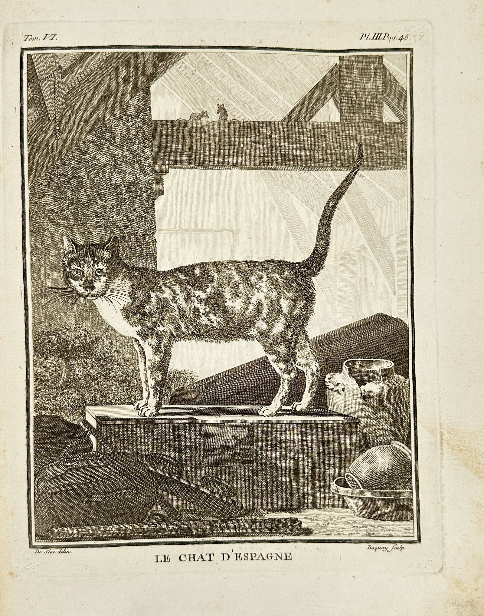 Jacques de Sève – The Spanish Cat – Original Copperplate Engraving – 18th Century (1 of 3)