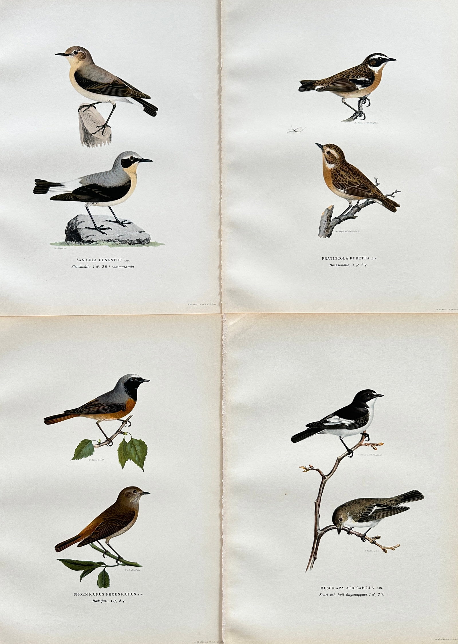 Von Wright Brothers – Set of 4 Ornithological Prints: Saxicola and Muscicapa Species – 19th (1 of 2)