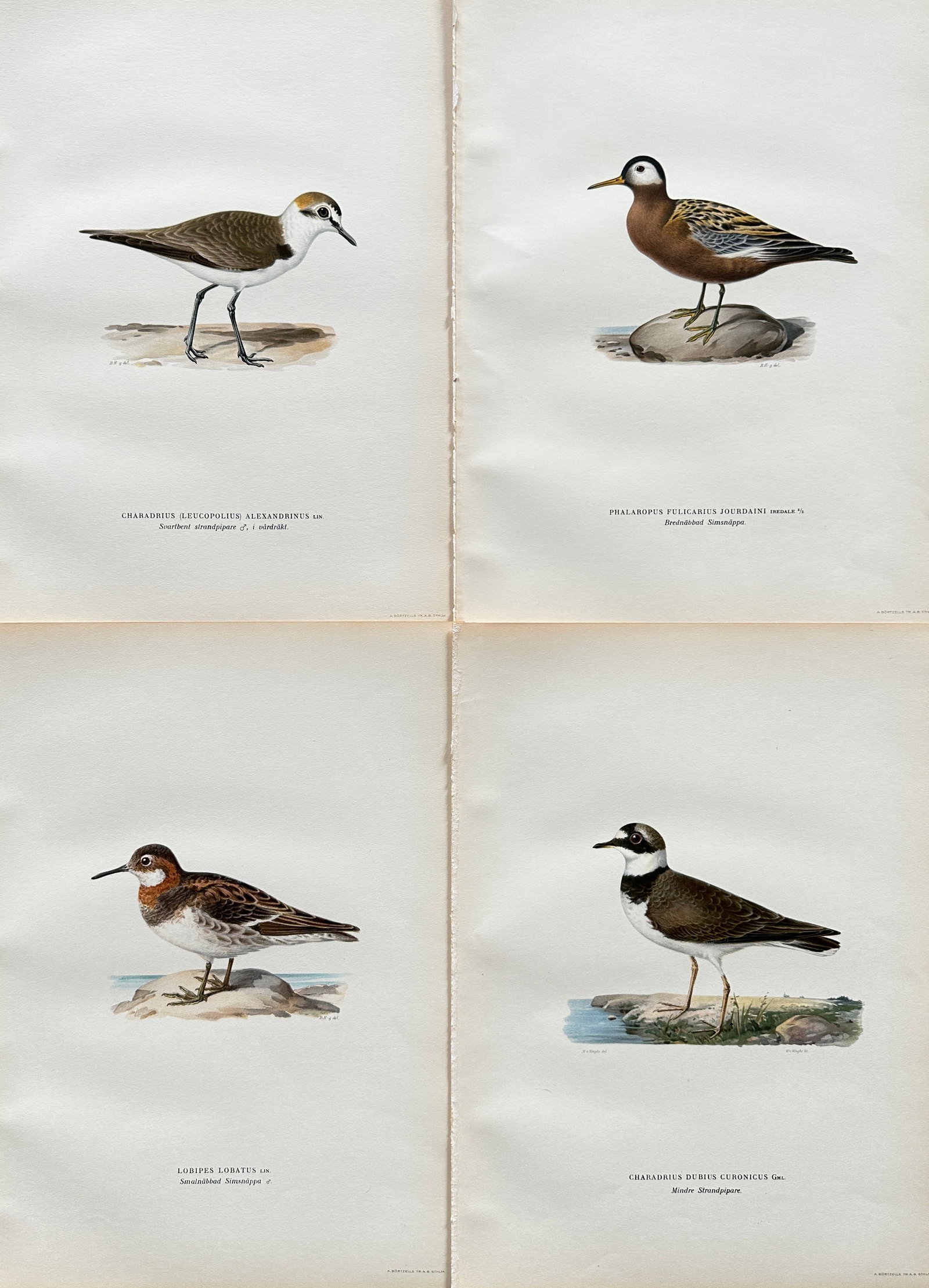 Von Wright Brothers – Set of 4 Hand-Colored Ornithological Prints: Charadrius and Lobipes Species (1 of 2)
