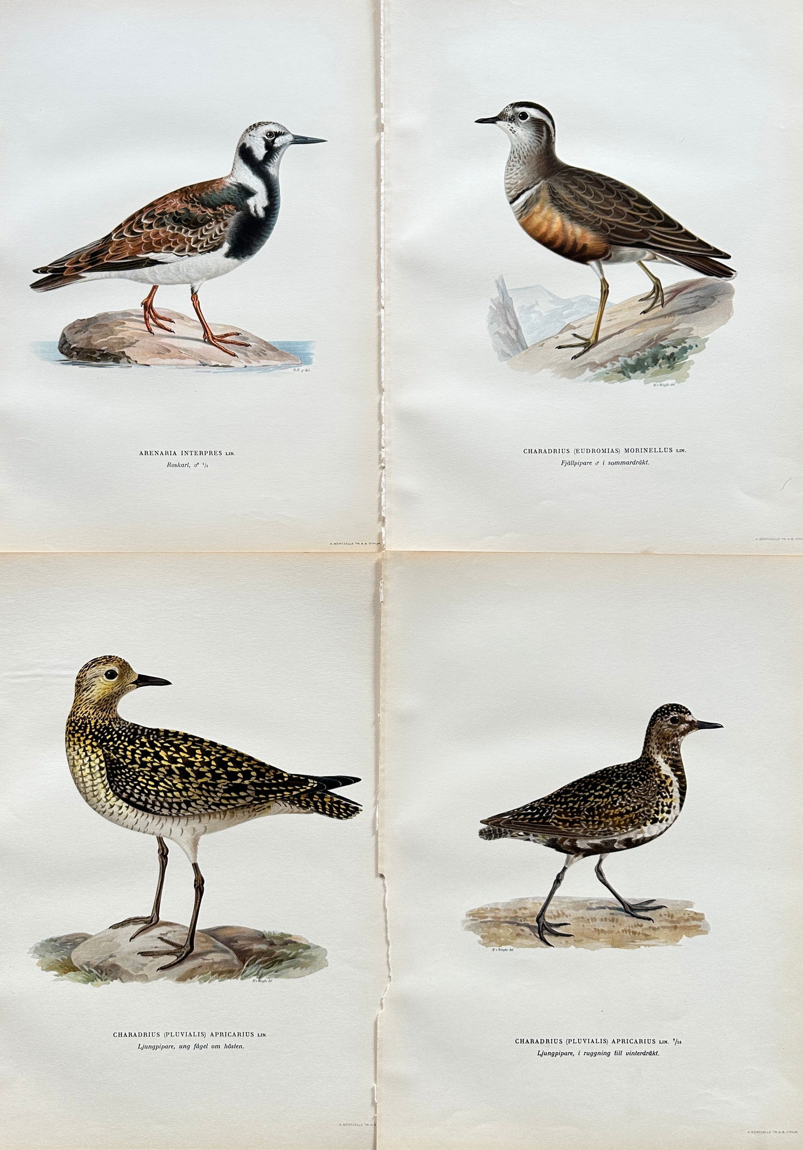 Von Wright Brothers – Set of 4 Hand-Colored Prints: Plovers and Sandpipers – 19th Century (1 of 2)