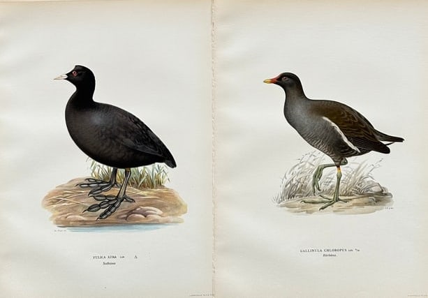 Von Wright Brothers – Set of 2 Hand-Colored Prints: Moorhens and Coots – 19th Century (1 of 2)