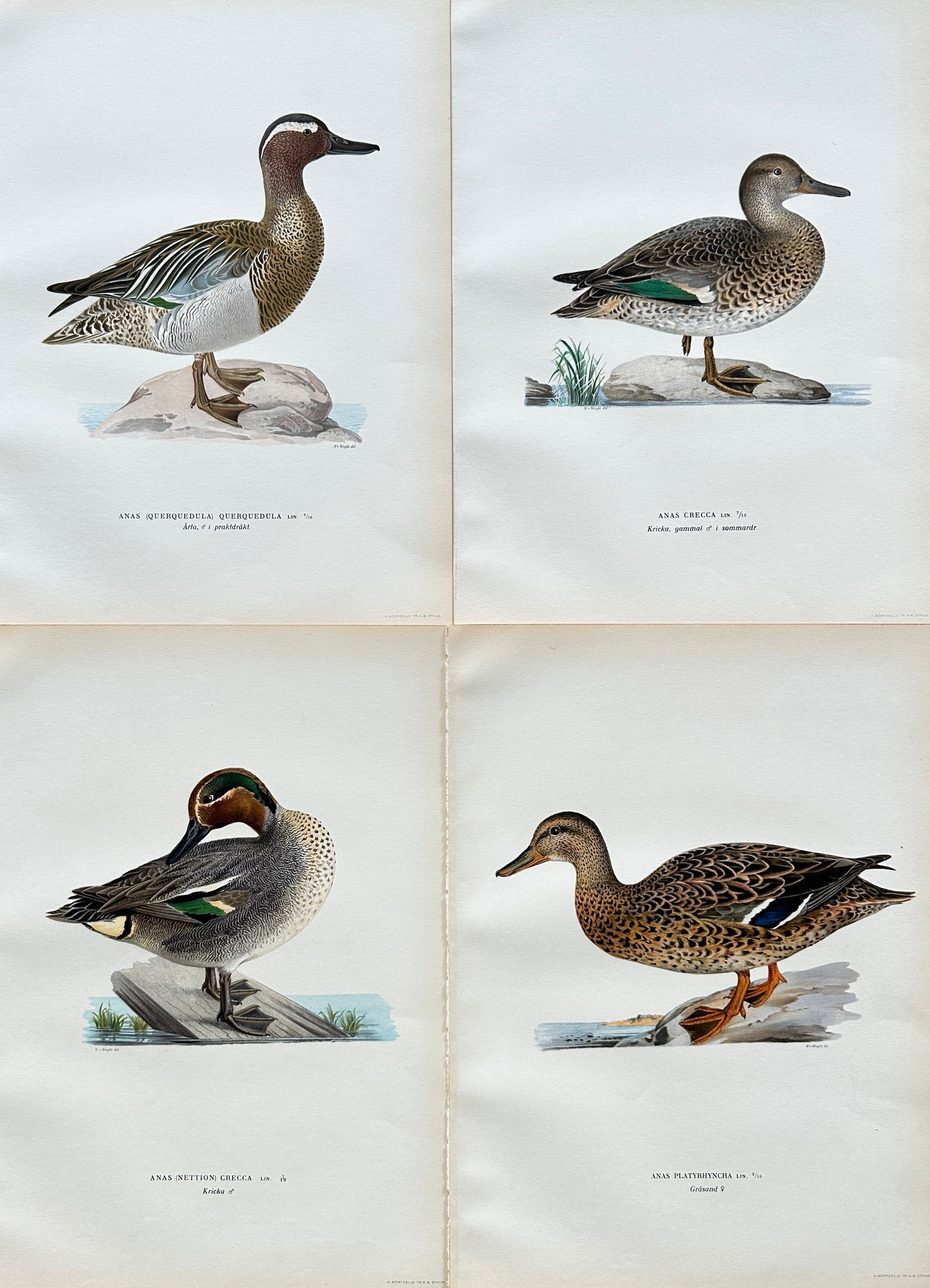 Von Wright Brothers – Set of 4 Hand-Colored Prints of Various Duck Species – 19th Century (1 of 2)