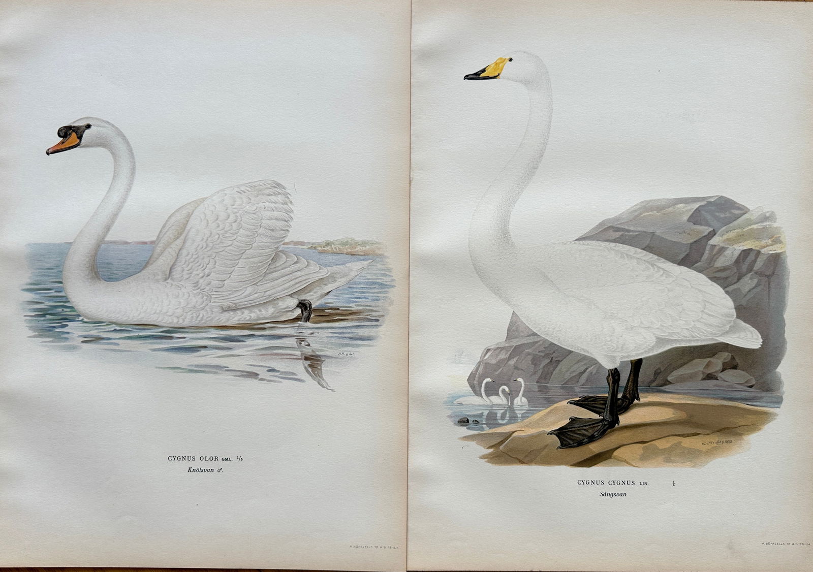 Von Wright Brothers – Set of 2 Hand-Colored Engraved Prints of Swans – 19th Century (1 of 2)