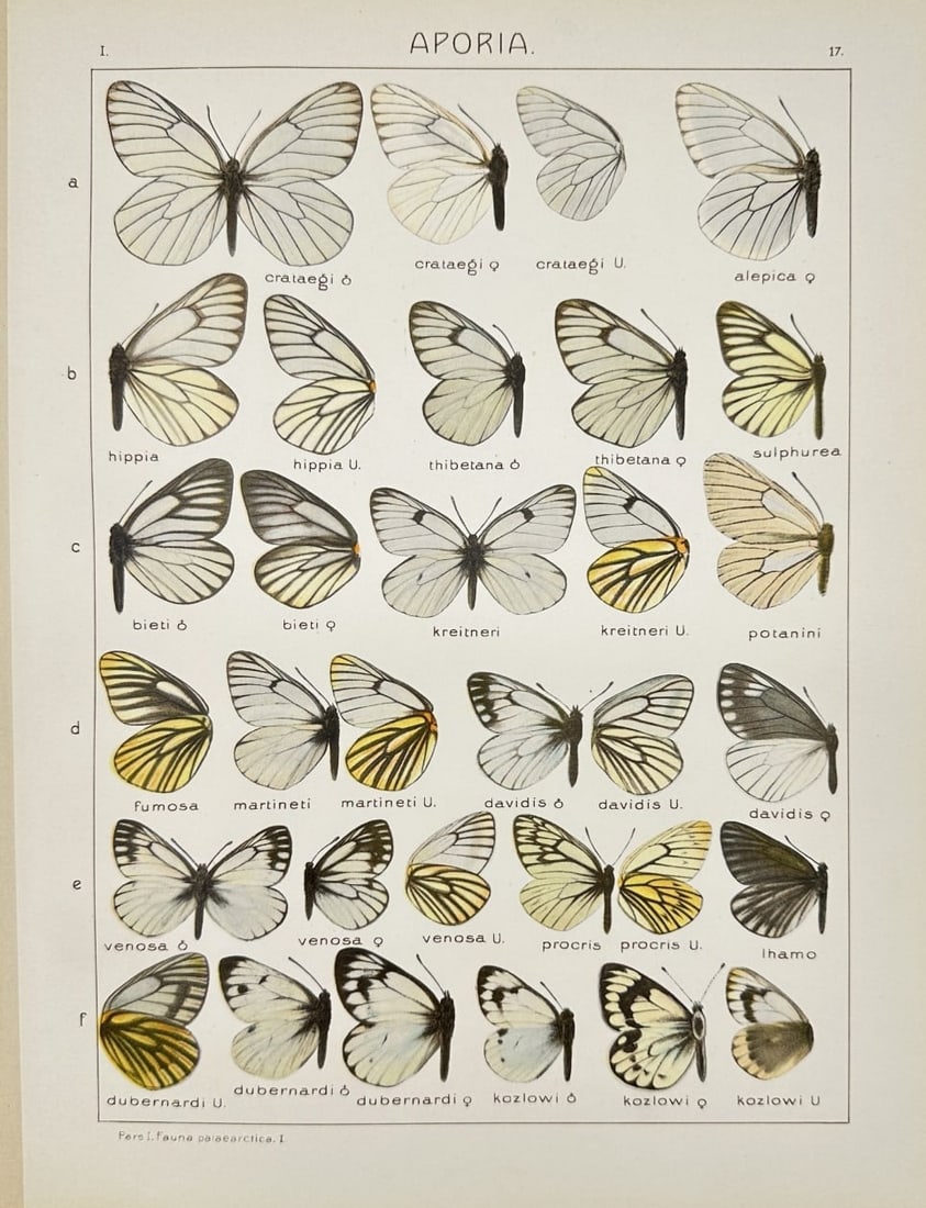 Adalbert Seitz – Butterfly Print – Related Species – Chromolithography: This chromolithographic plate originates from Adalbert Seitz’s monumental work Die Gross-Schmetterlinge der Erde (The Macrolepidoptera of the World), published in Stuttgart by Fritz Lehmann between 