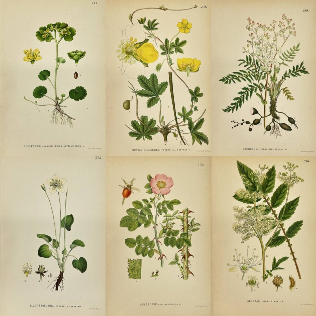 Carl Lindman – Set of 6 Botanical Prints – Meadowsweet & Sweet Briar – Chromolithographs (1 of 7)