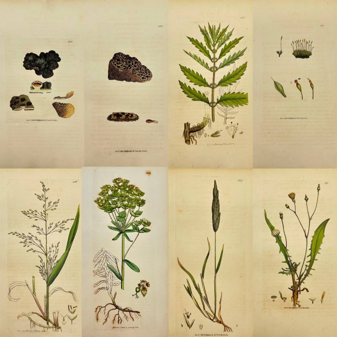 James Sowerby – Set of 8 Prints – Dark Red Lichen & Water Horehound – Hand-Colored Engravings (1 of 9)