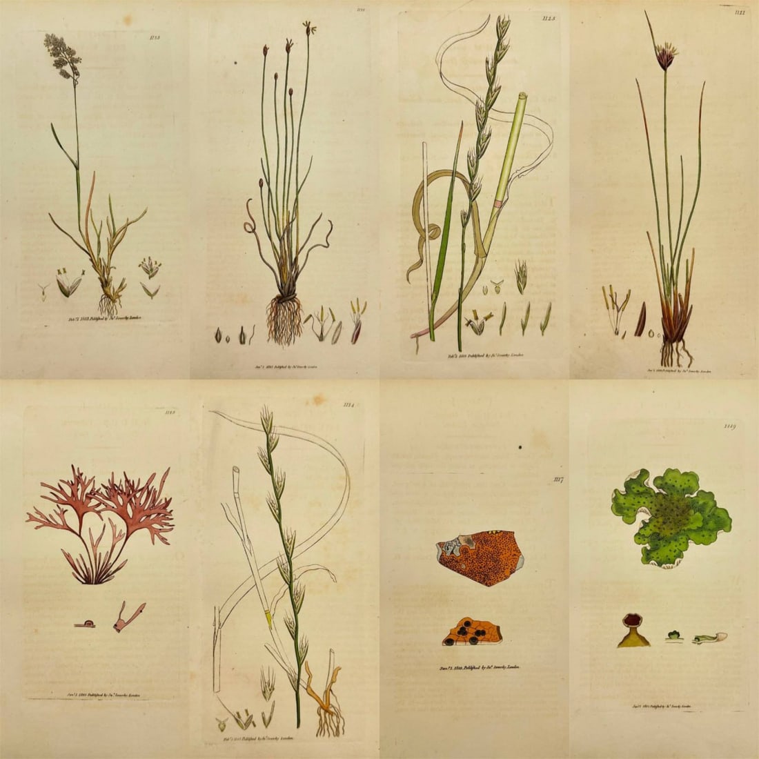 James Sowerby – Set of 8 Prints – Perennial Ryegrass & Apothecium Lichen – Hand-Colored: This set of eight original hand-colored engravings is from James Sowerby’s renowned series English Botany or, Coloured Figures of British Plants, published in London by J. Davis between 1790 and 181