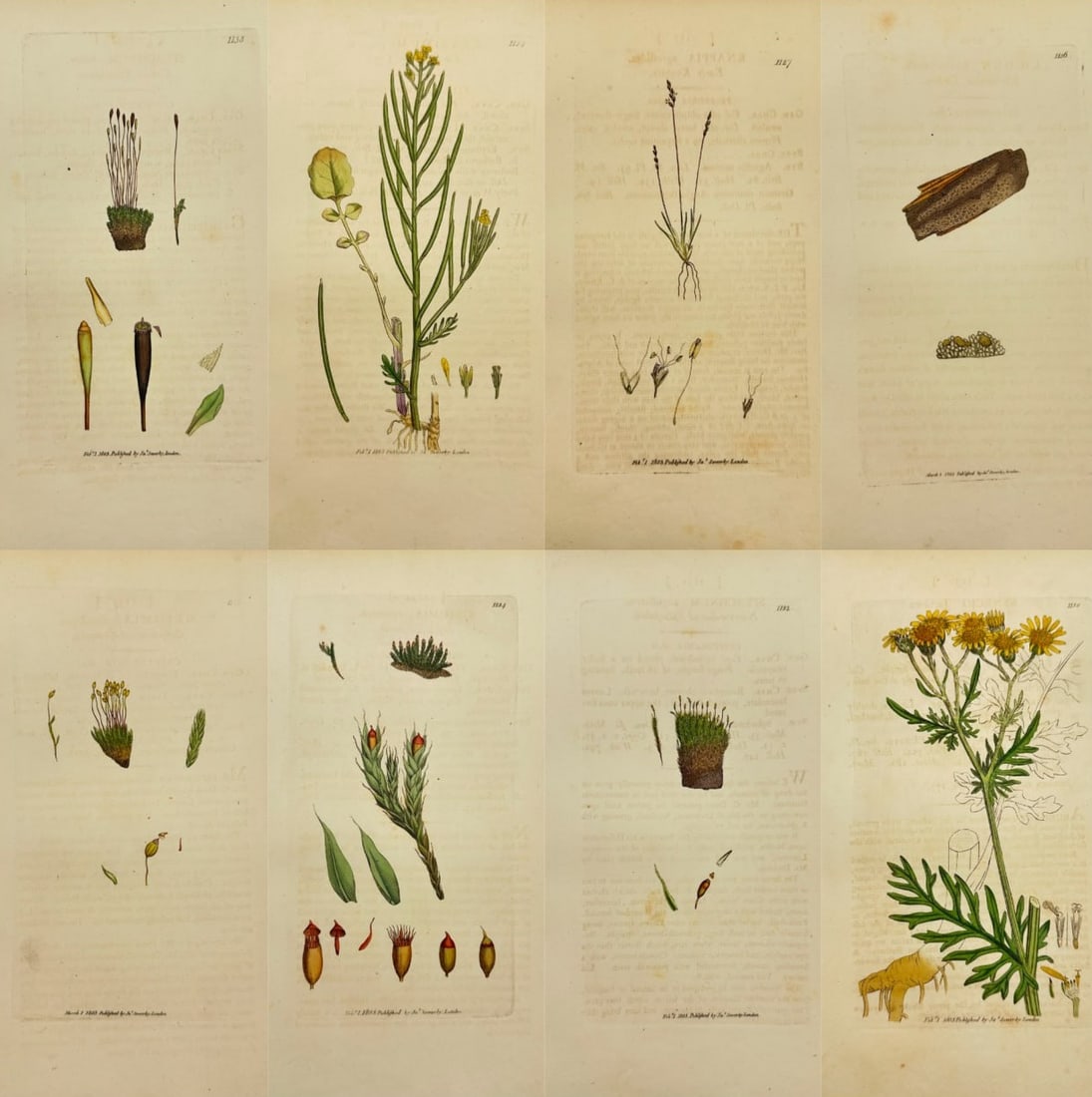 James Sowerby – Set of 8 Prints – Ehrhartian Lichen & Wallflower – Hand-Colored Engravings: This set of eight original hand-colored engravings is from James Sowerby’s seminal series English Botany or, Coloured Figures of British Plants, published by J. Davis in London between 1790 and 1814