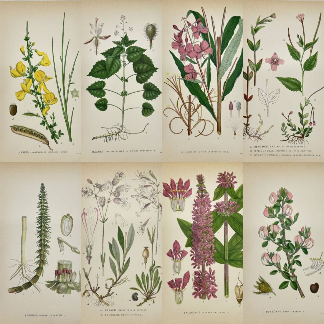 Carl Lindman – Set of 8 Prints – Fireweed & Purple Loosestrife – Chromolithographs: This set of eight original chromolithographic plates is from Carl Lindman’s Bilder ur Nordens Flora, published in Stockholm by Wahlström & Widstrand in 1905. The selection includes Ononis repens (C