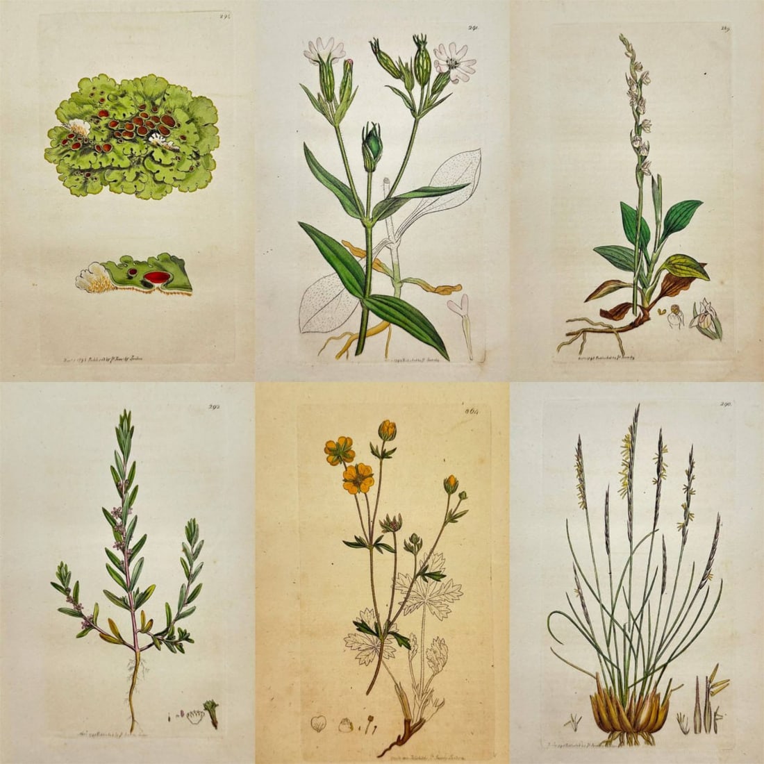 James Sowerby – Set of 6 Plates – Lichen, Lythrum, Silene, Nardus, Satyrium, and Tormentilla: This set of six original hand-colored engravings is from James Sowerby’s renowned series English Botany or, Coloured Figures of British Plants, with their Essential Characters, Synonyms and Places o