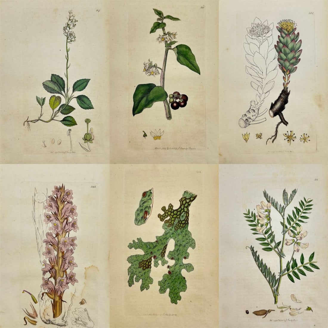 James Sowerby – Set of 6 Plates – Jungermannia, Polypodium, Atriplex, Scrophularia, Cistus: This set of six original hand-colored engravings is from James Sowerby’s monumental work English Botany or, Coloured Figures of British Plants, published in London between 1790 and 1814. The feature