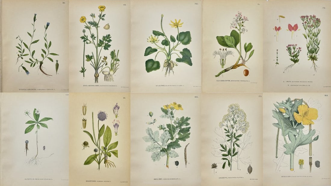 Carl Lindman – Set of 10 Prints – Yellow Horned-Poppy, Meadow-Rue, Greater – Chromolithographs: This collection of ten original chromolithographs is from Bilder ur Nordens Flora by Carl Lindman, published in Stockholm by Wahlström & Widstrand in 1905. The selection includes vivid illustrations 