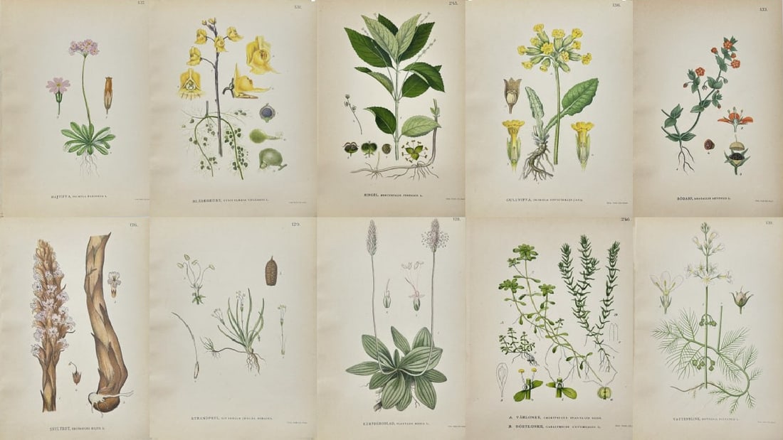 Carl Lindman – Set of 10 Prints – Greater Water-Starwort, Broomrapel – Chromolithographs: This original set of ten chromolithographs is from Bilder ur Nordens Flora by Carl Lindman, published in Stockholm in 1905 by Wahlström & Widstrand. The selection features detailed depictions of Call