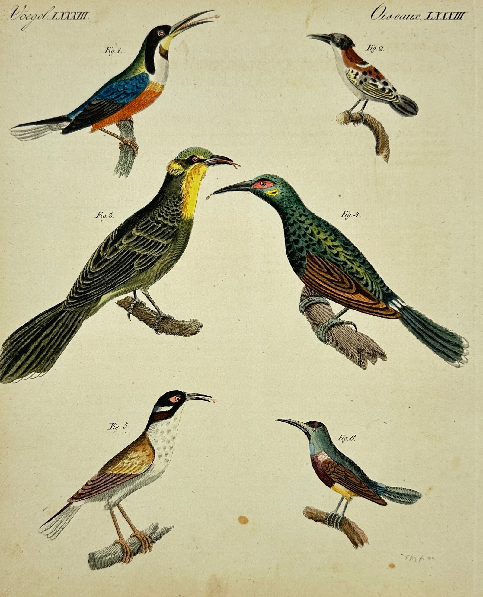 Carl Bertuch (1747–1822) – Exotic Birds – Hand-Colored Engraving from Bilderbuch für Kinder: This vibrant hand-colored engraving originates from Bilderbuch für Kinder (Picture Book for Children), an encyclopedic educational series published in Weimar by Carl Bertuch in the early 19th century