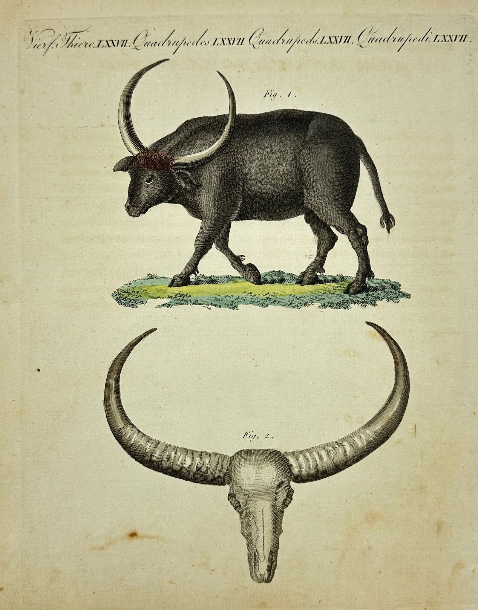 Carl Bertuch (1749–1822) – Long-Horned Buffalo and Skull – Hand-Colored Engraving (1 of 3)