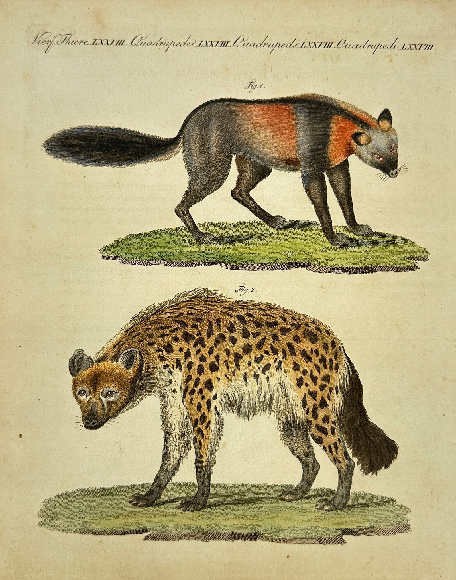 Carl Bertuch (1749–1822) – African Mammals: Painted Fox and Spotted Hyena (1 of 3)