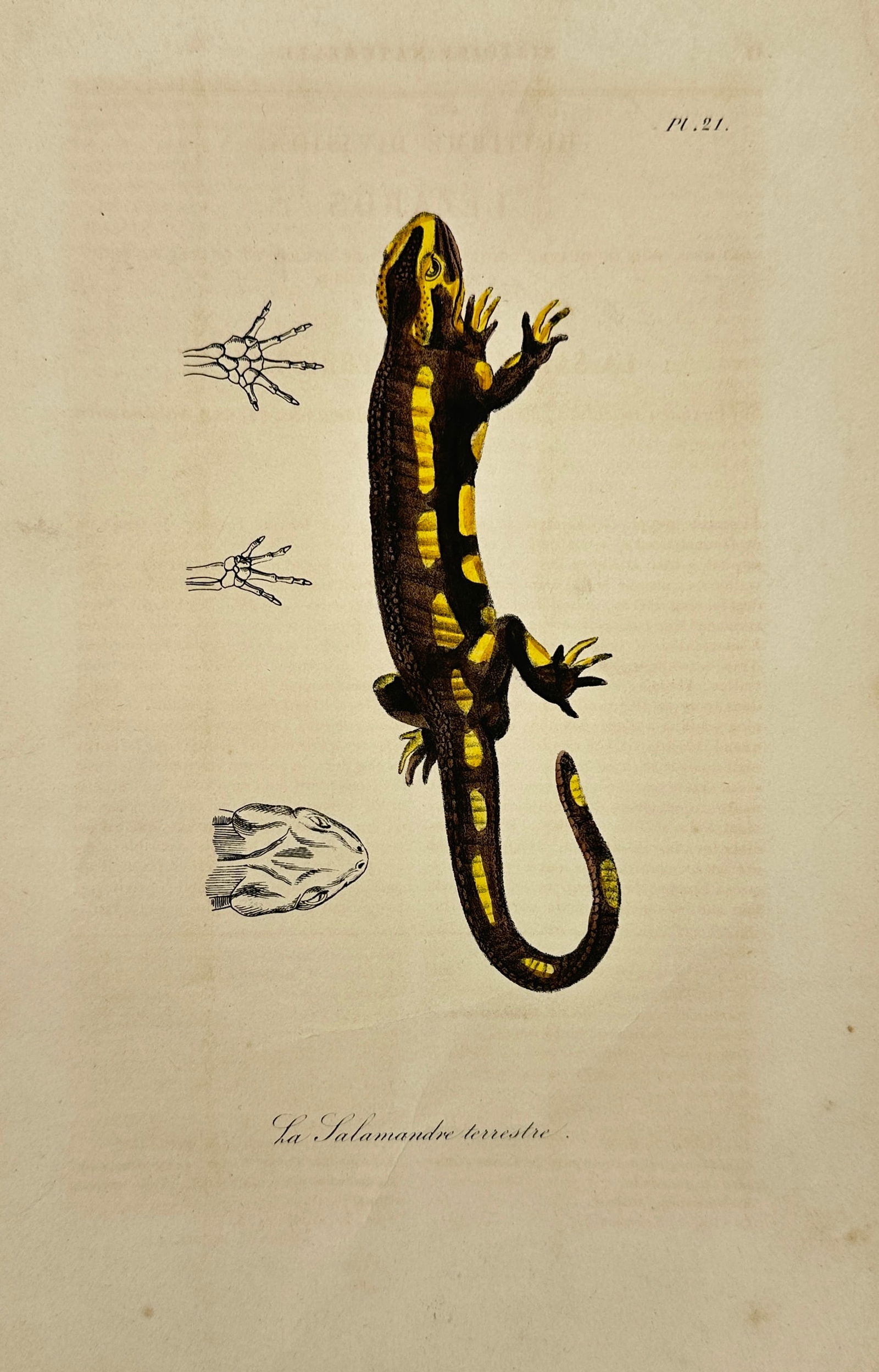 Bernard-Germain-Étienne de La Ville-sur-Illon, comte de Lacépède – Terrestrial Salamander (1 of 3)