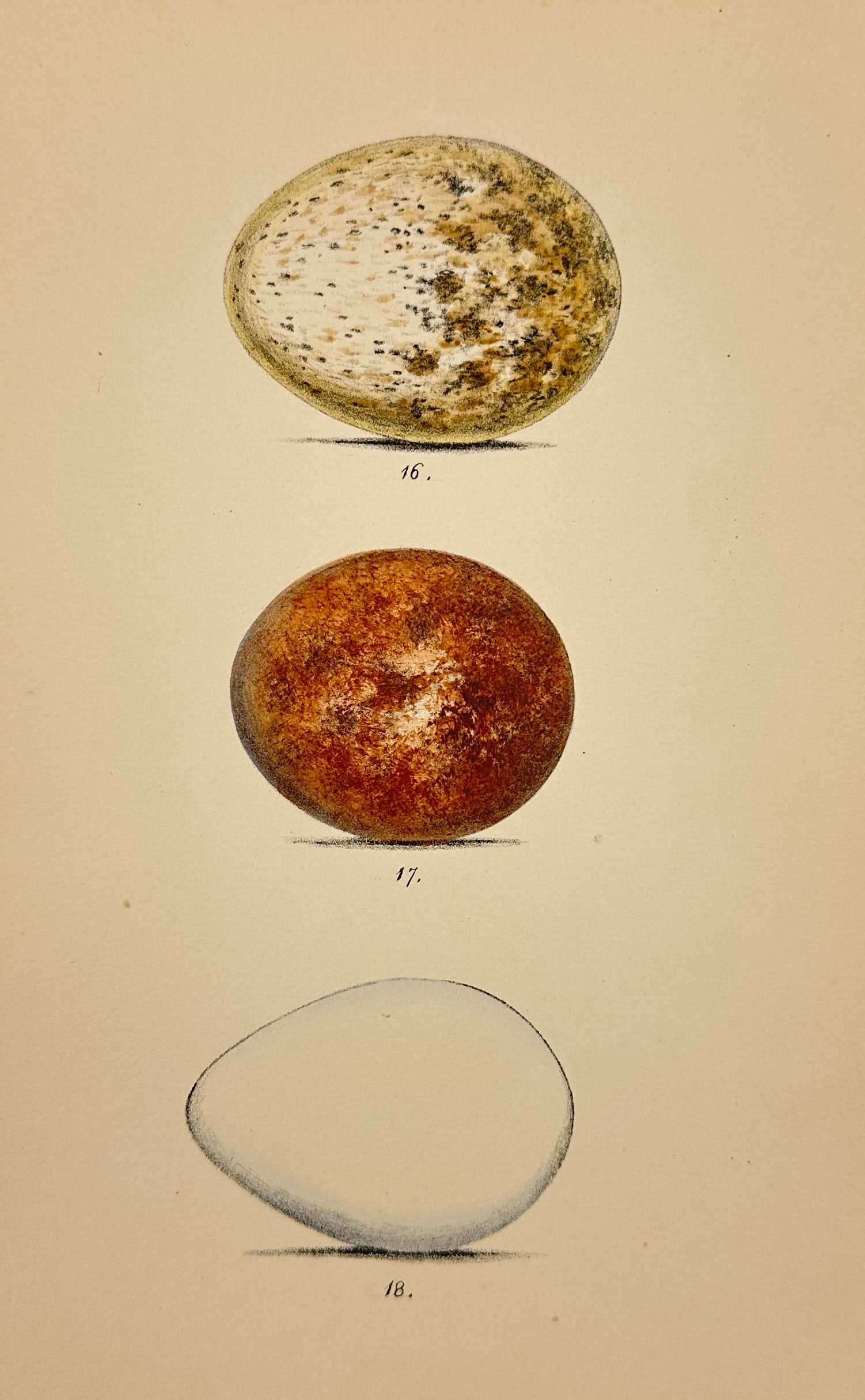 Henry Leonard Meyer (1797–1865) – Linnet, Crossbill, and Cuckoo Eggs – Hand-Colored Lithograph: This finely executed hand-colored lithograph presents the eggs of the Linnet, Crossbill, and Cuckoo, taken from Henry Leonard Meyer’s influential natural history publication Illustrations of British