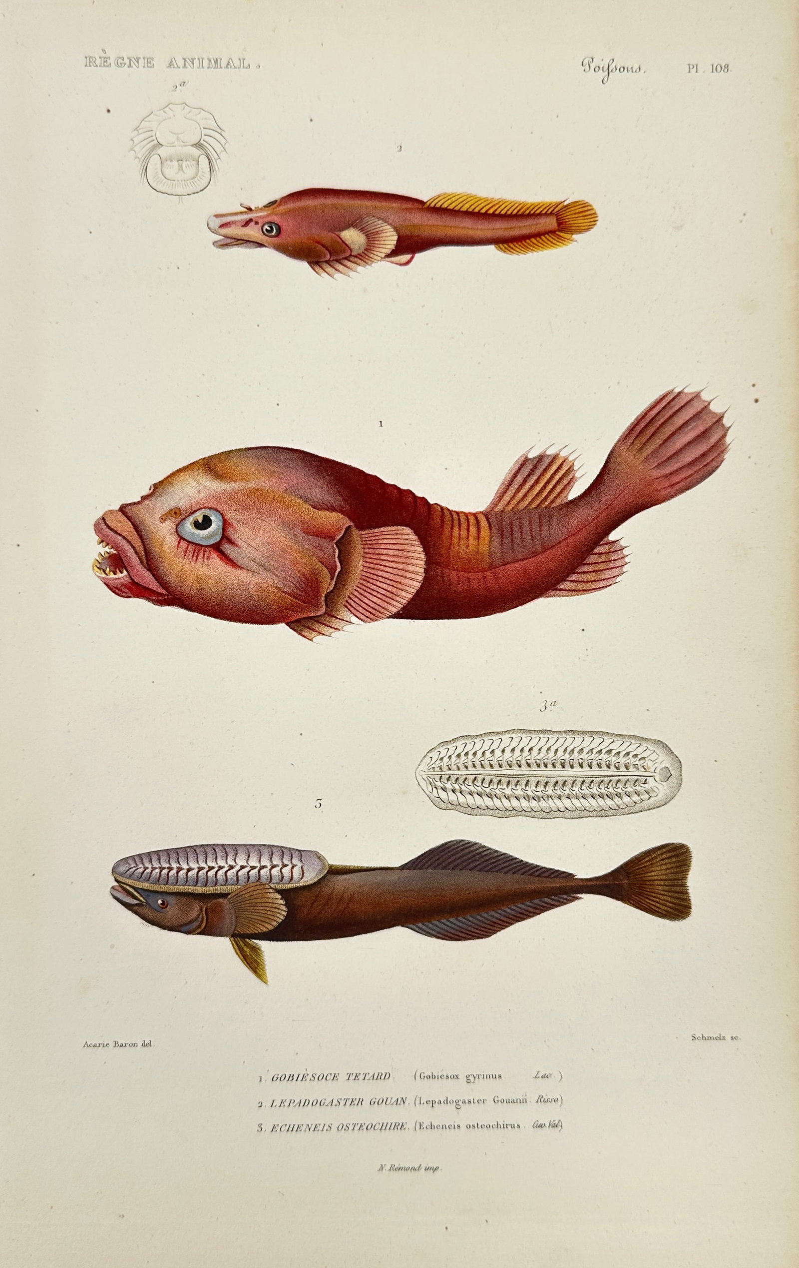 Georges Cuvier (1769–1832) – Gobiesox, Lepadogaster, and Echeneis Species – Hand-Colored: This hand-colored zoological engraving originates from the second edition of Le Règne Animal distribué d’après son organisation by the eminent French naturalist Georges Cuvier, published in Paris
