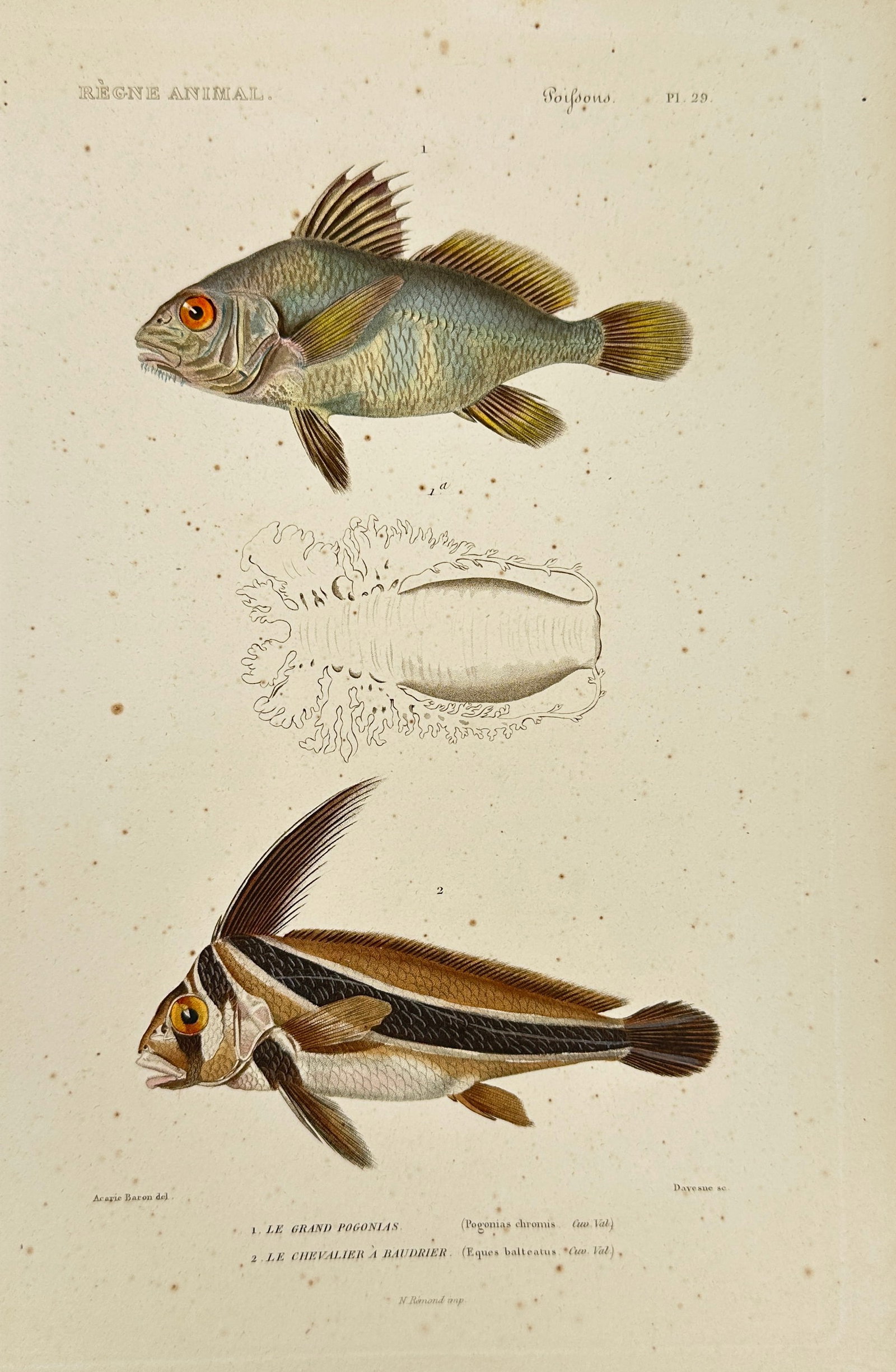 Georges Cuvier (1769–1832) – Diagramma dumerili and Drepane punctata – Hand-Colored Engraving: This fine hand-colored engraving is Plate 29 from Volume 8 of Le Règne Animal distribué d’après son organisation, second edition (1828), by the renowned French naturalist Georges Cuvier. The plat