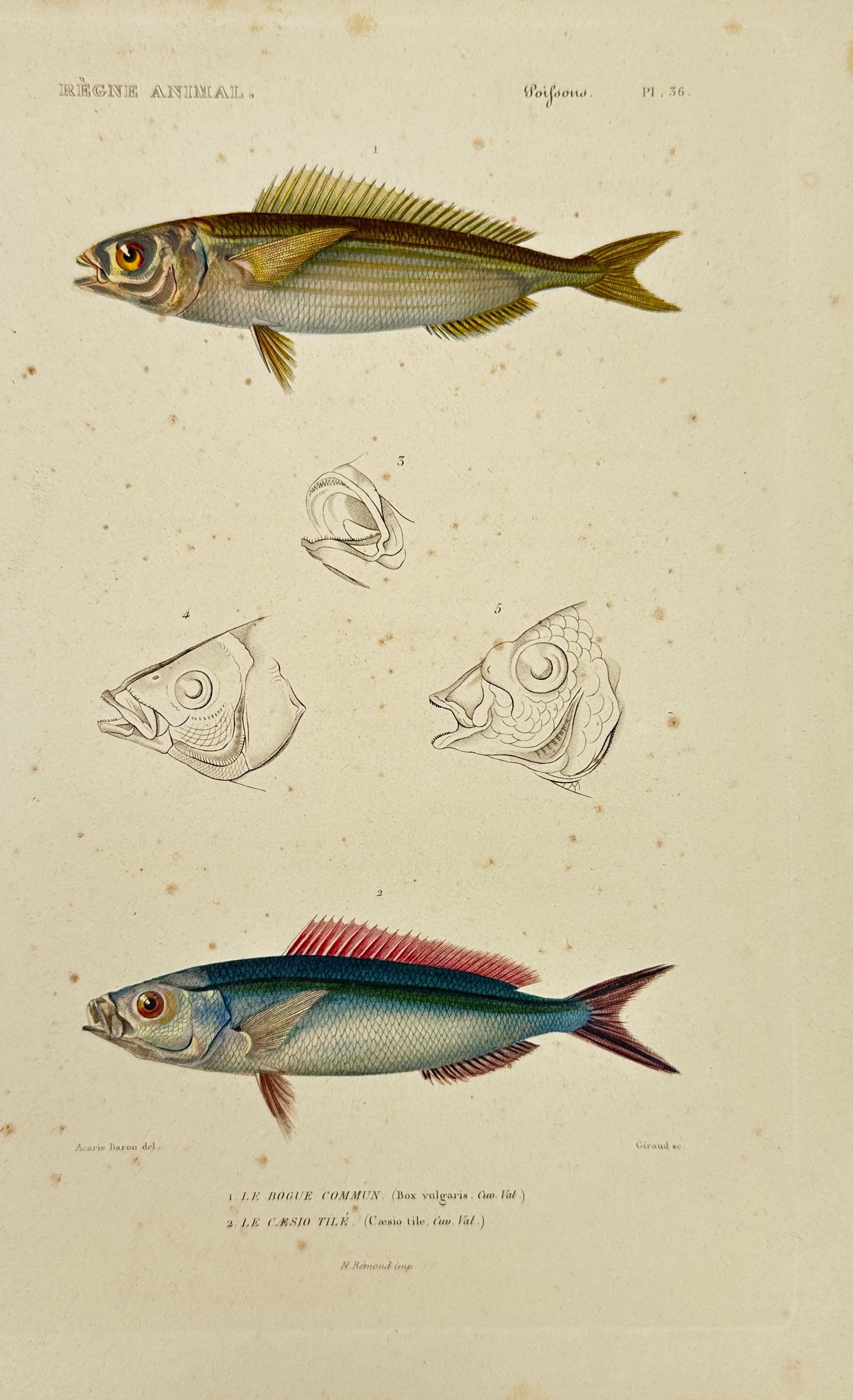 Georges Cuvier (1769–1832) – Box vulgaris and Cœlius tile – Hand-Colored Engraving – 1828: This elegant hand-colored engraving is Plate 56 from Volume 8 of Le Règne Animal distribué d’après son organisation, second edition (1828), by the eminent French naturalist Georges Cuvier. The il