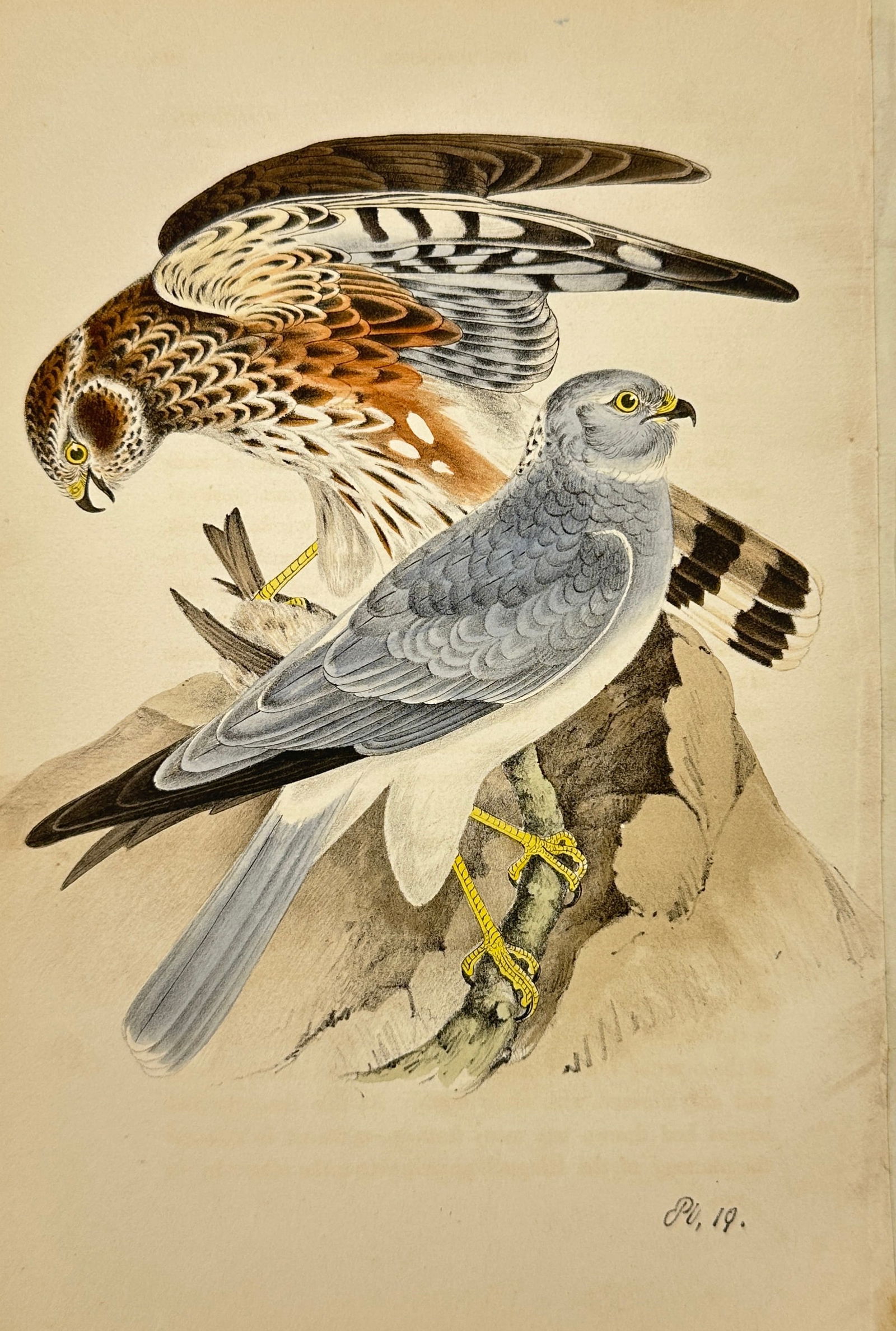 Henry Leonard Meyer (1797–1865) – Sparrow-Hawk and Montagu’s Harrier – London, c. 1840s (1 of 3)