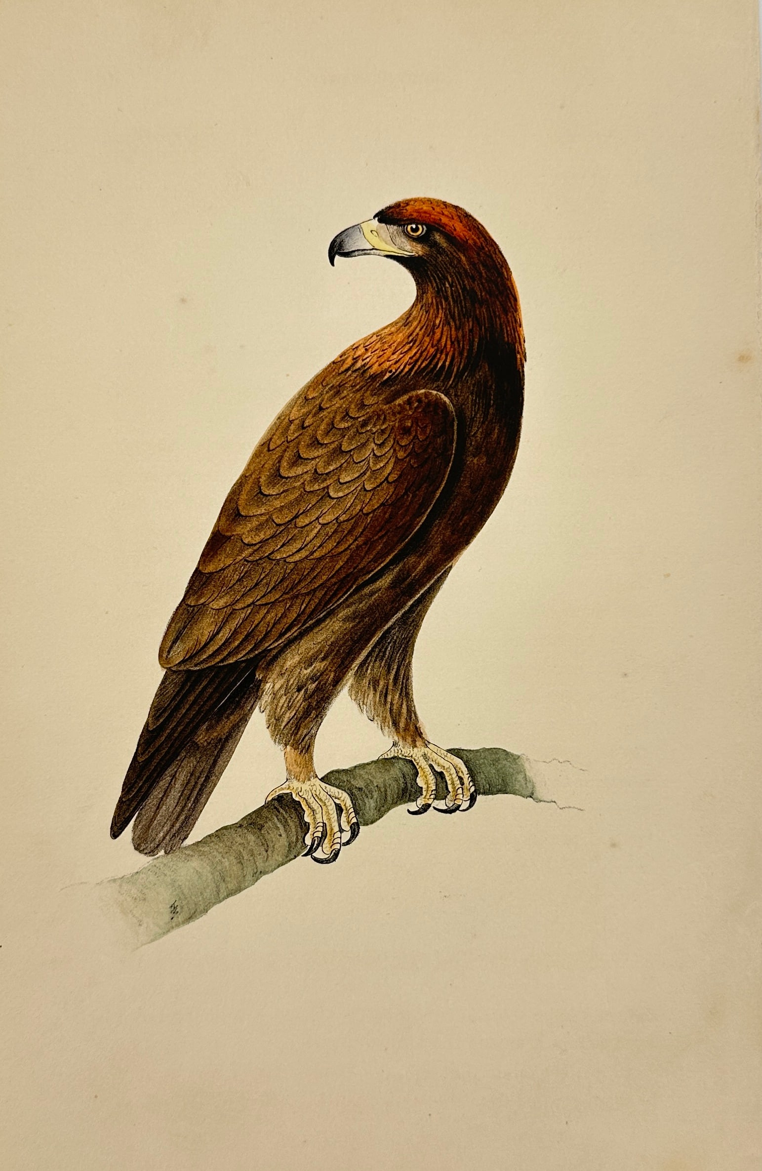 Henry Leonard Meyer (1797–1865) – Golden Eagle – Hand-Colored Lithograph (1 of 3)