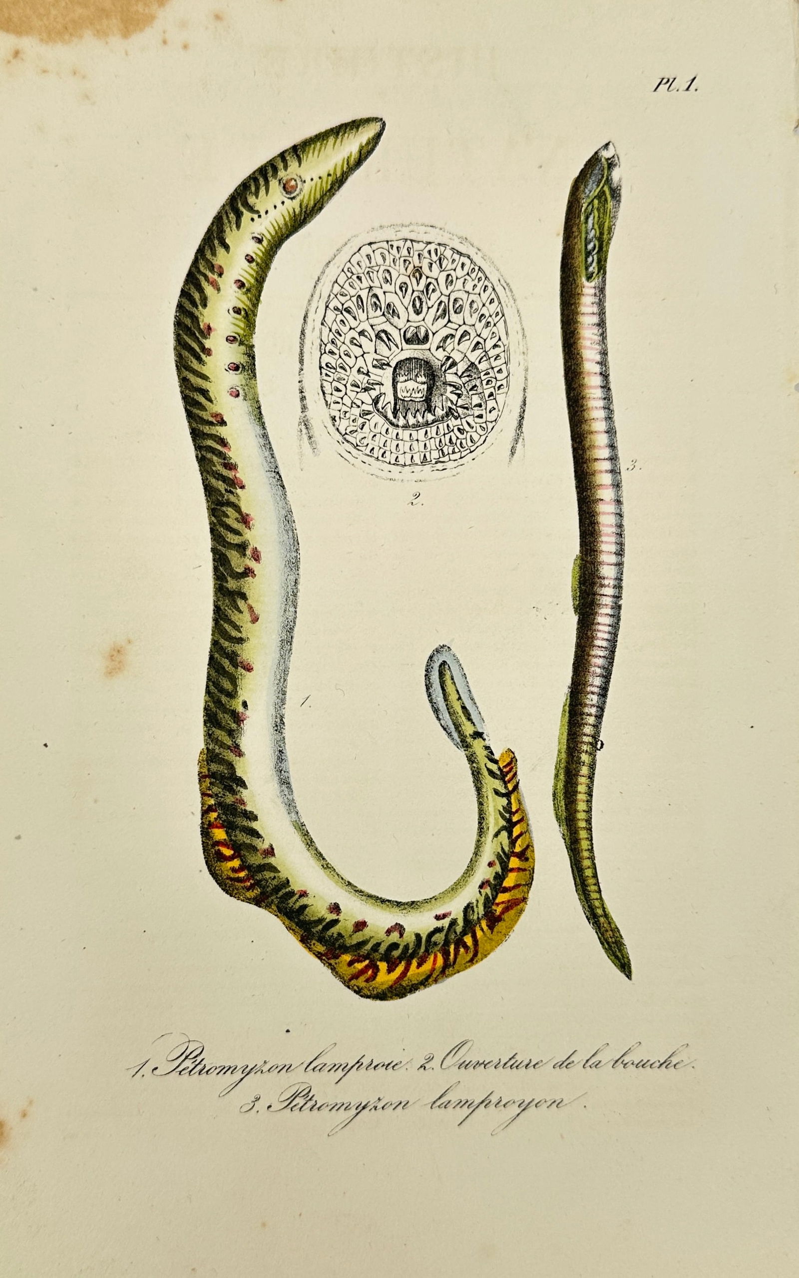 Lejeune after Bernard Germain de Lacépède – Sea lamprey – Hand-Colored Engraving – 1832 (1 of 3)