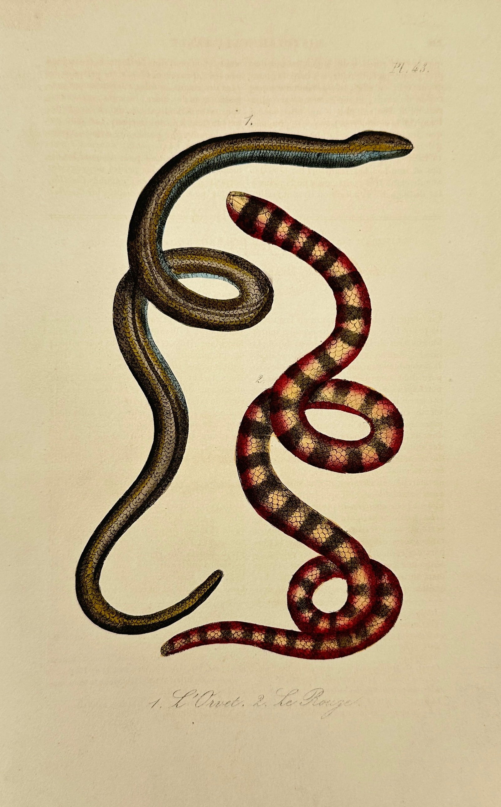 Lejeune after Bernard Germain de Lacépède – L’Unci & Le Rouge (Sea Snakes) – Hand-Colored: This vivid hand-colored engraving features two species of sea snakes, depicted in sinuous motion with high attention to anatomical detail. The print, titled “L’Unci” and “Le Rouge,” 